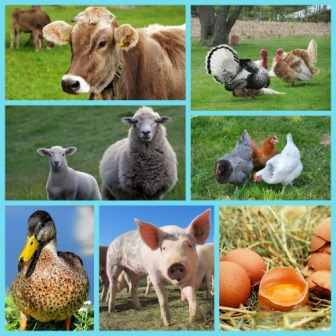 Hasselmann Family Farm