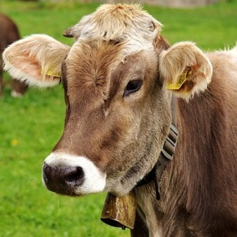 Terra Sienna Grass Fed Beef